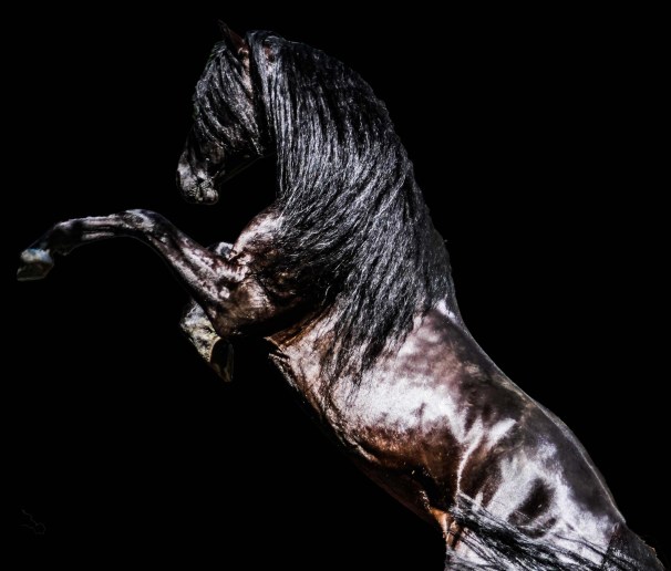 black backgrund 2.jpg