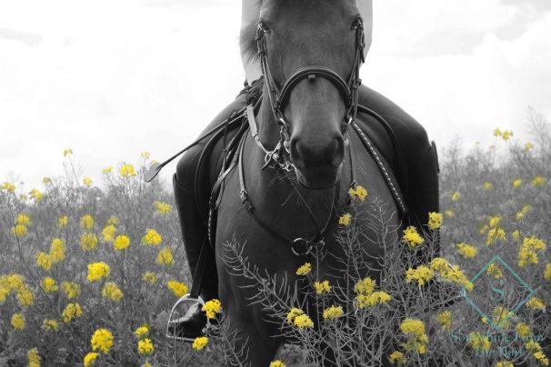 BLACK &amp; WHITE WITH YELLOW